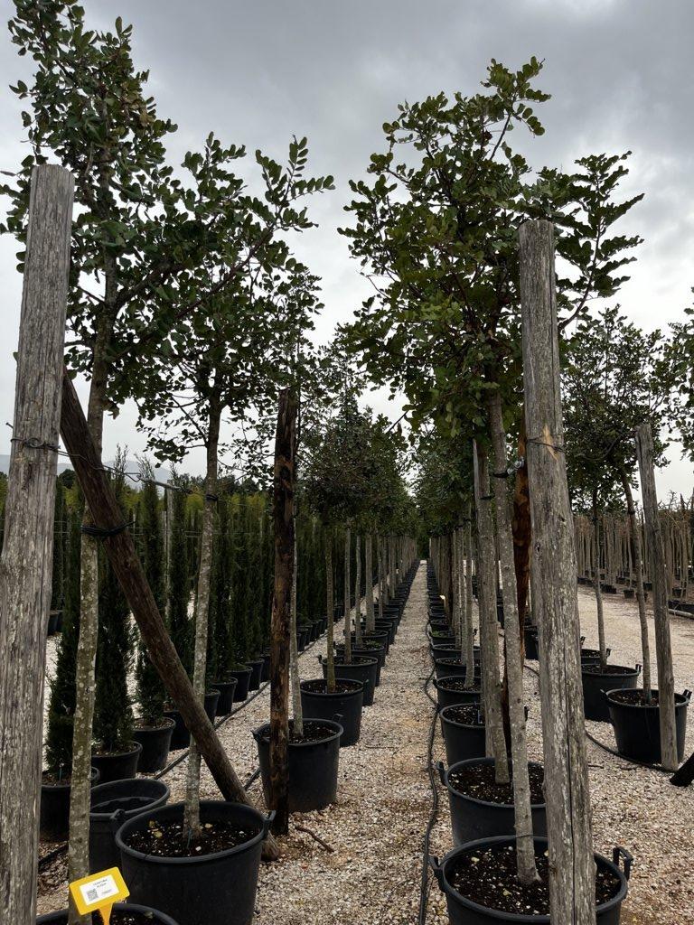 Ceratonia Siliqua (Carrubo) — Albero, circonferenza 18/20 cm, vaso 130 litri