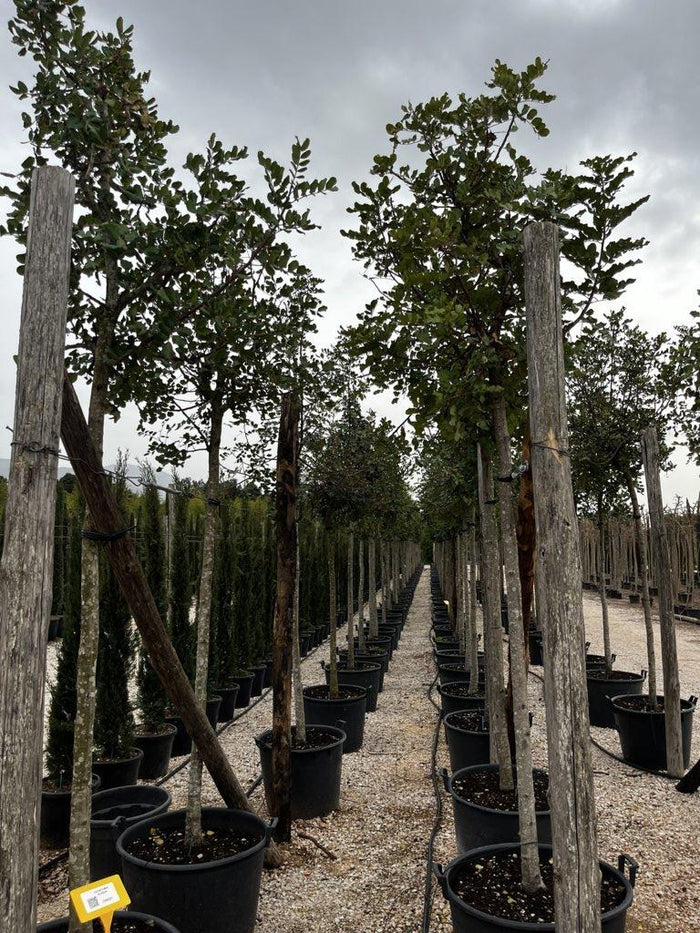 Ceratonia Siliqua (Carrubo) — Albero, circonferenza 18/20 cm, vaso 130 litri