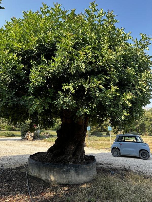 Ceratonia Siliqua (Carrubo) — Esemplare, in rete