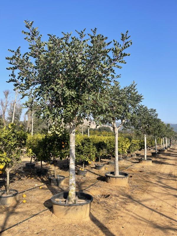 Ceratonia Siliqua (Carrubo) — Albero, circonferenza 35/40 cm, vaso 240 litri