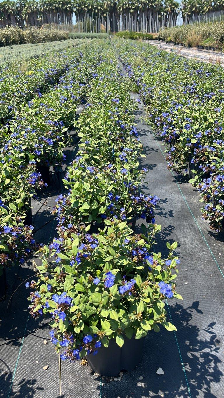 Ceratostigma Plumbaginoides (Piombaggine) — vaso 9 litri