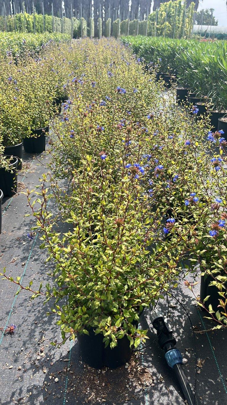 Ceratostigma Willmottianum (Piombaggine) — vaso 9 litri