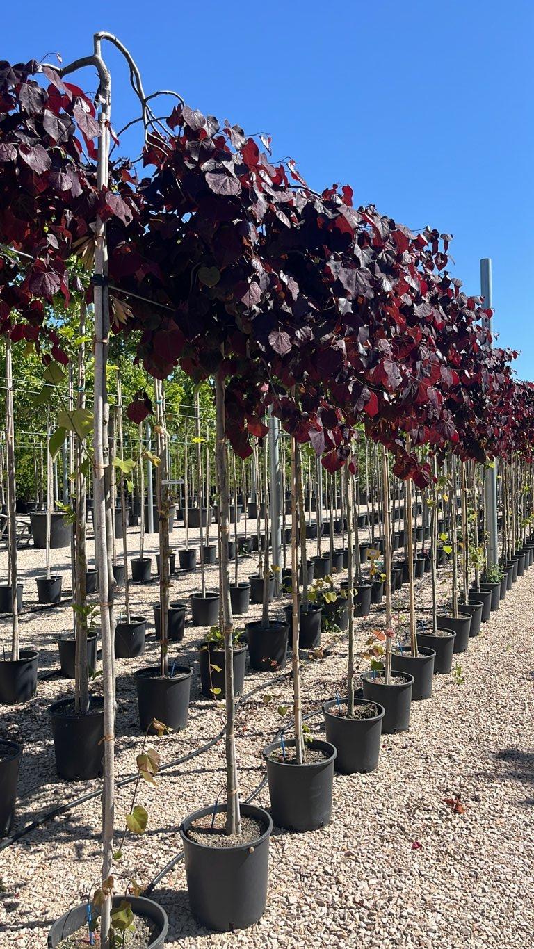 Cercis Canadensis Ruby Falls — Albero, circonferenza 6/8 cm, vaso 15 litri