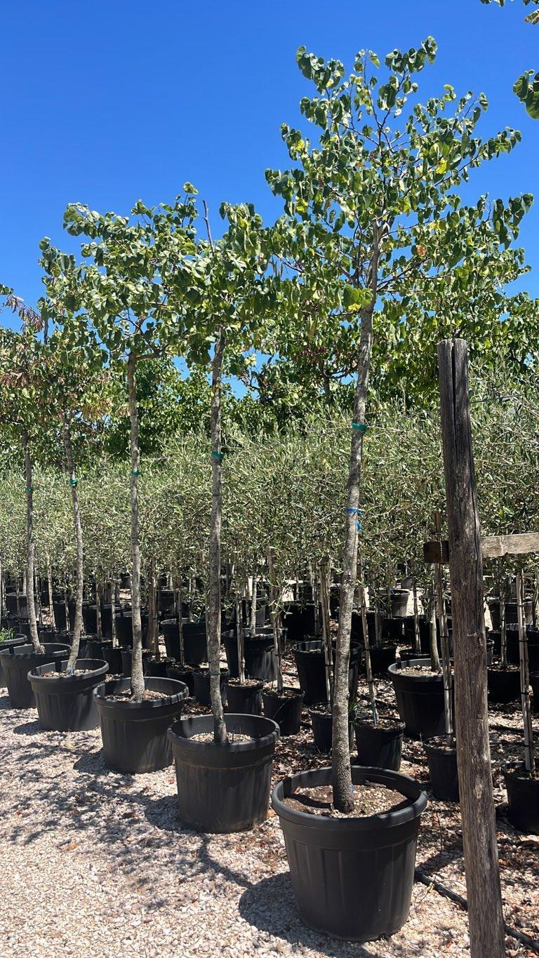 Cercis Siliquastrum (Albero di Giuda) — Albero, circonferenza 12/16 cm, vaso 70 litri
