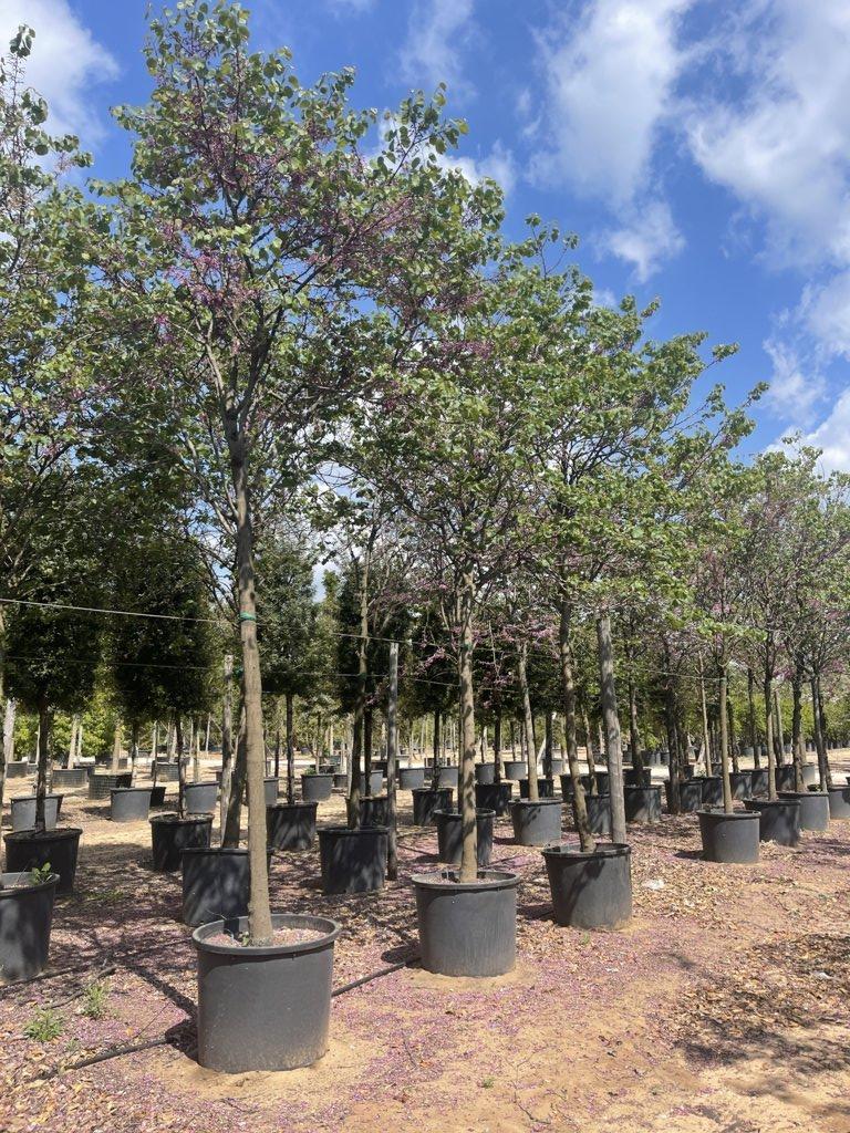 Cercis Siliquastrum (Albero di Giuda) — Albero, circonferenza 30/35 cm, vaso 240 litri