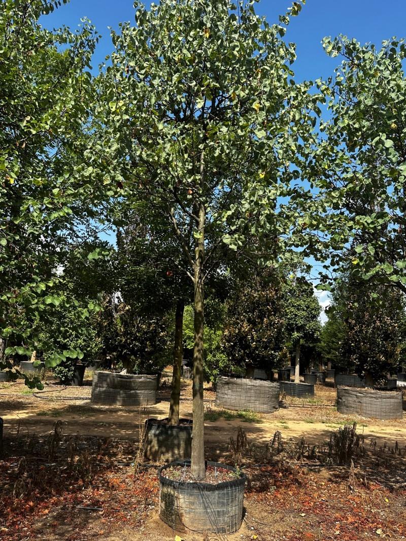 Cercis Siliquastrum (Albero di Giuda) — Albero, circonferenza 35/40 cm, in rete