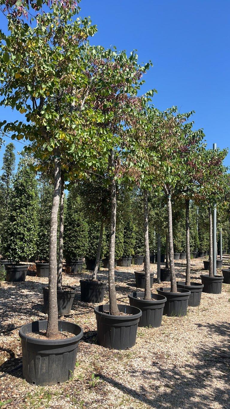 Cercis Siliquastrum (Albero di Giuda) — Albero, circonferenza 25/30 cm, vaso 150 litri