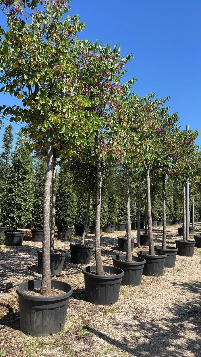 Cercis Siliquastrum (Albero di Giuda) — Albero, circonferenza 25/30 cm, vaso 150 litri