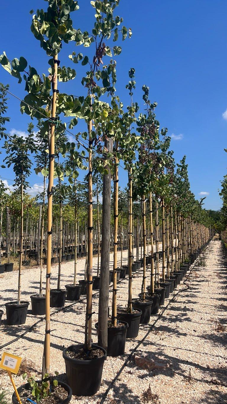 Cercis Siliquastrum (Albero di Giuda) — Albero, circonferenza 8/10 cm, vaso 35 litri