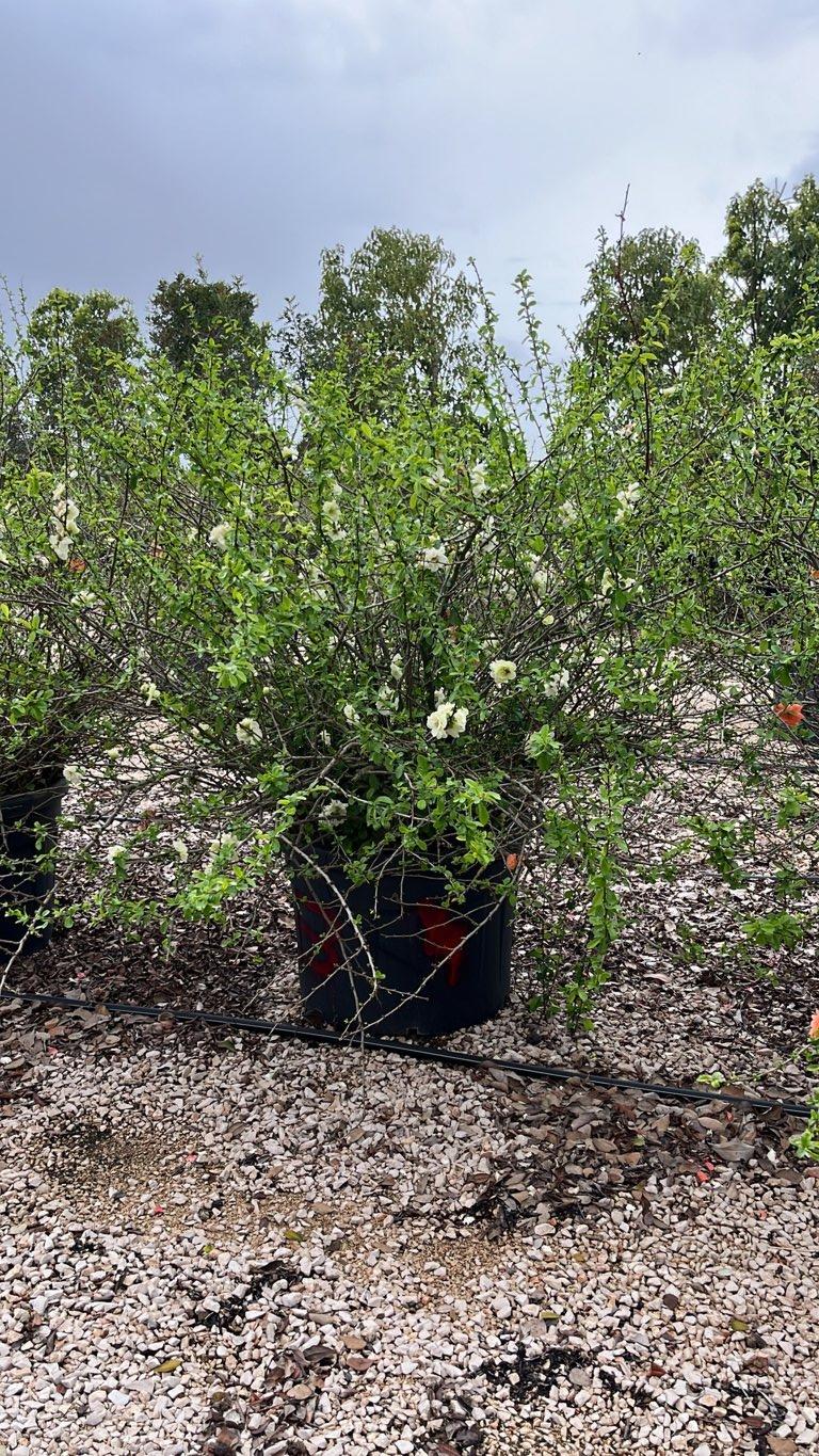 Chaenomeles Speciosa Kinshiden — Cespuglio, diametro 130 cm, vaso 130 litri