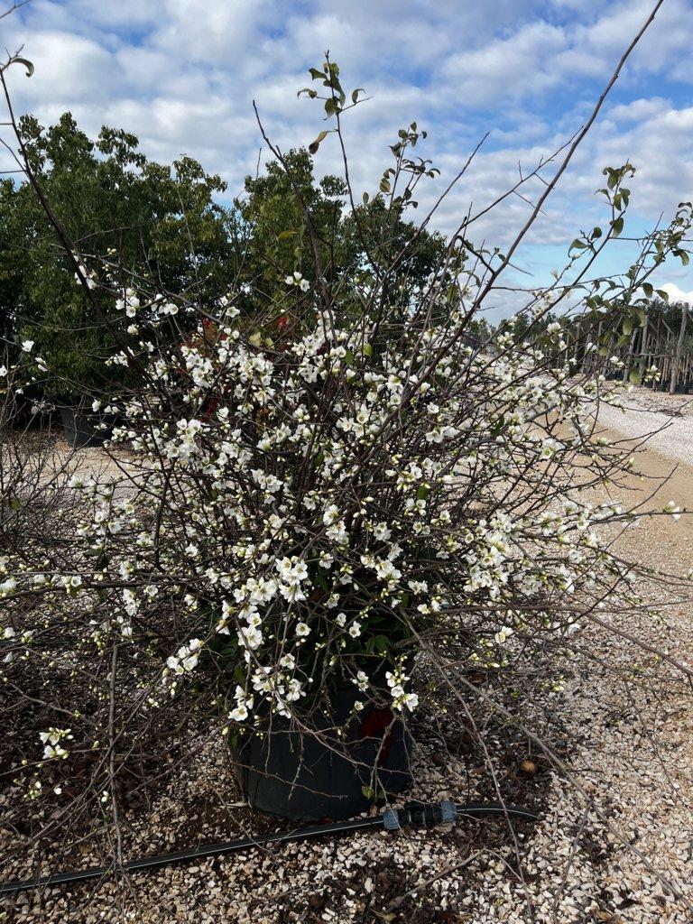 Chaenomeles Speciosa Nivalis — Cespuglio, diametro 130 cm, vaso 130 litri
