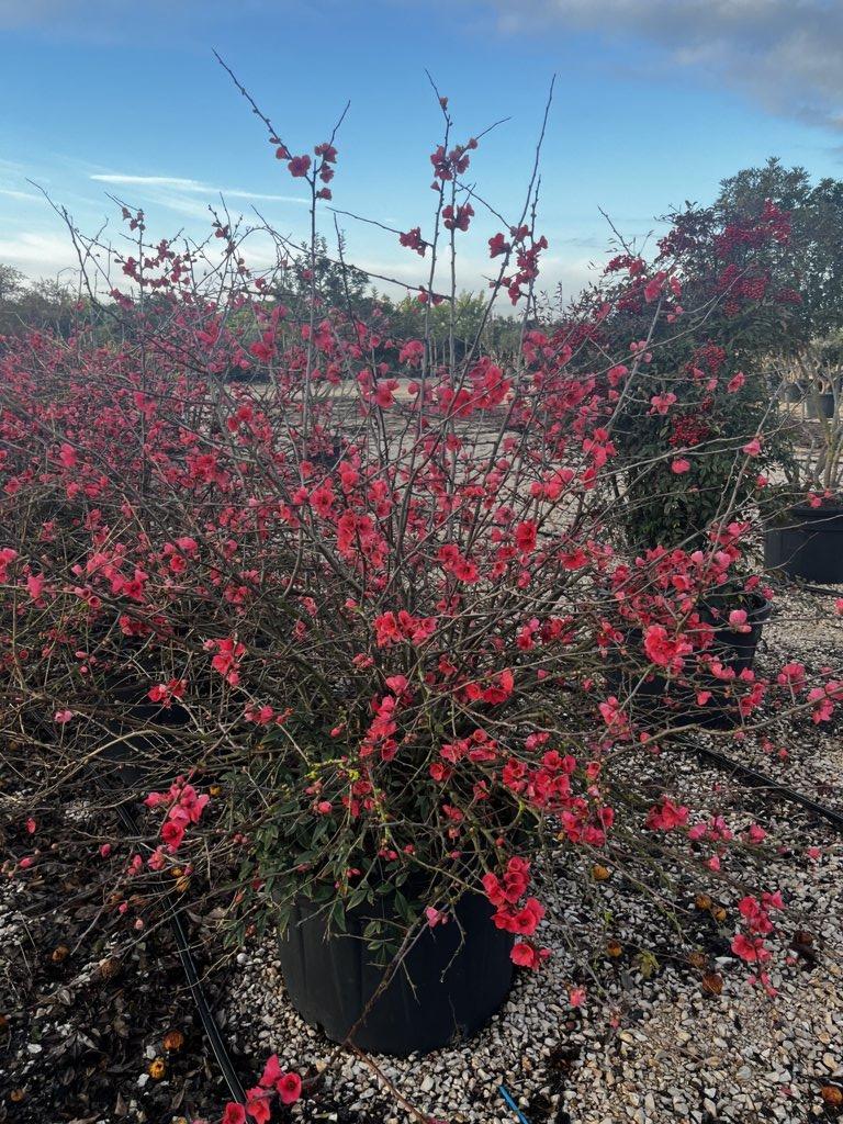 Chaenomeles Speciosa Rubra — Cespuglio, diametro 130 cm, vaso 130 litri