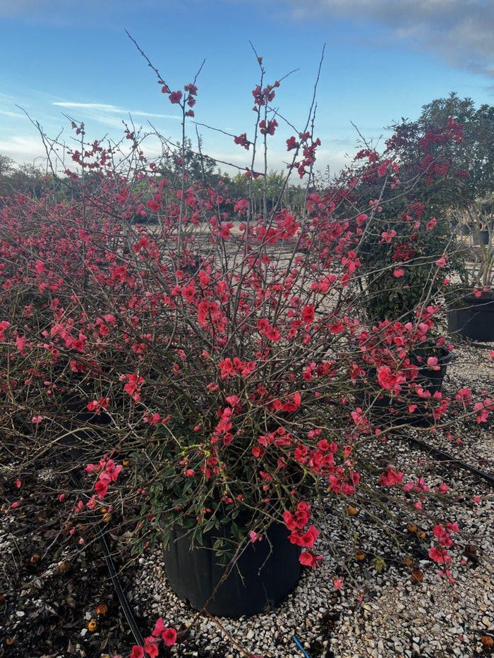 Chaenomeles Speciosa Rubra — Cespuglio, diametro 130 cm, vaso 130 litri