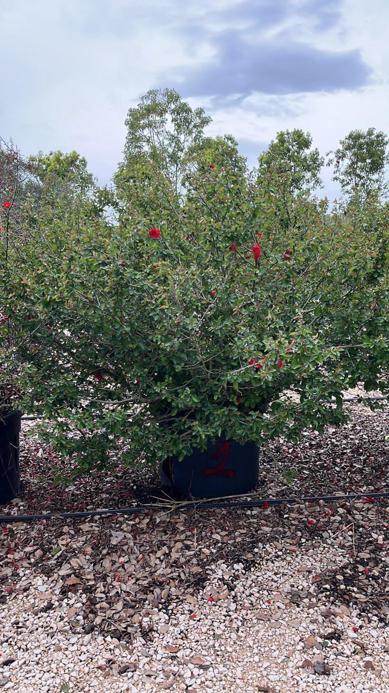 Chaenomeles Speciosa Scarlet Storm — Cespuglio, diametro 130 cm, vaso 130 litri