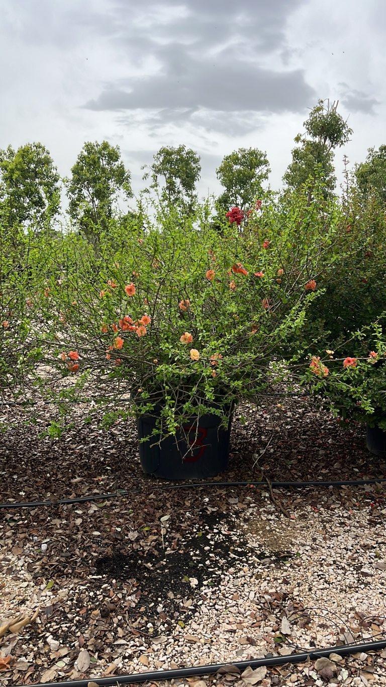 Chaenomeles Superba Cameo — Cespuglio, diametro 130 cm, vaso 130 litri