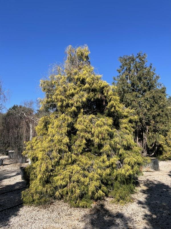 Chamaecyparis Pisifera Aurea — altezza 400/450 cm, in rete