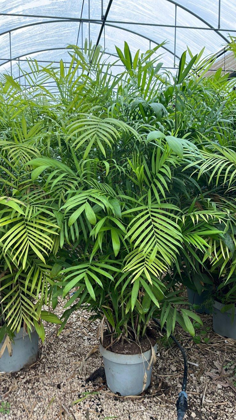 Chamaedorea Seifrizii (Palma bambù) — Cespuglio, altezza 150/200 cm, New Life 26