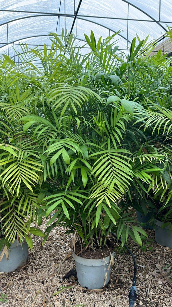 Chamaedorea Seifrizii (Palma bambù) — Cespuglio, altezza 150/200 cm, New Life 26