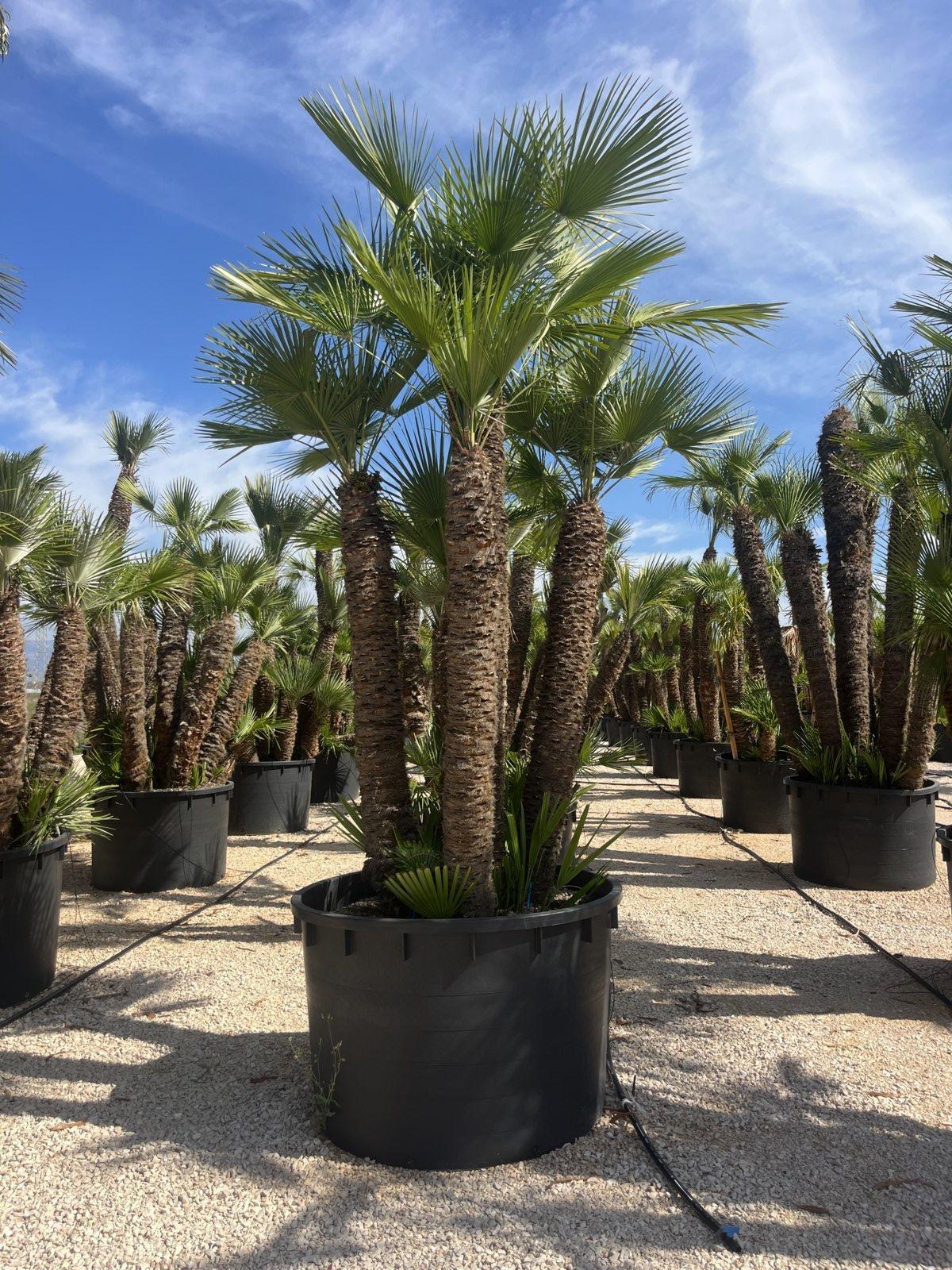 CHAMAEROPS HUMILIS