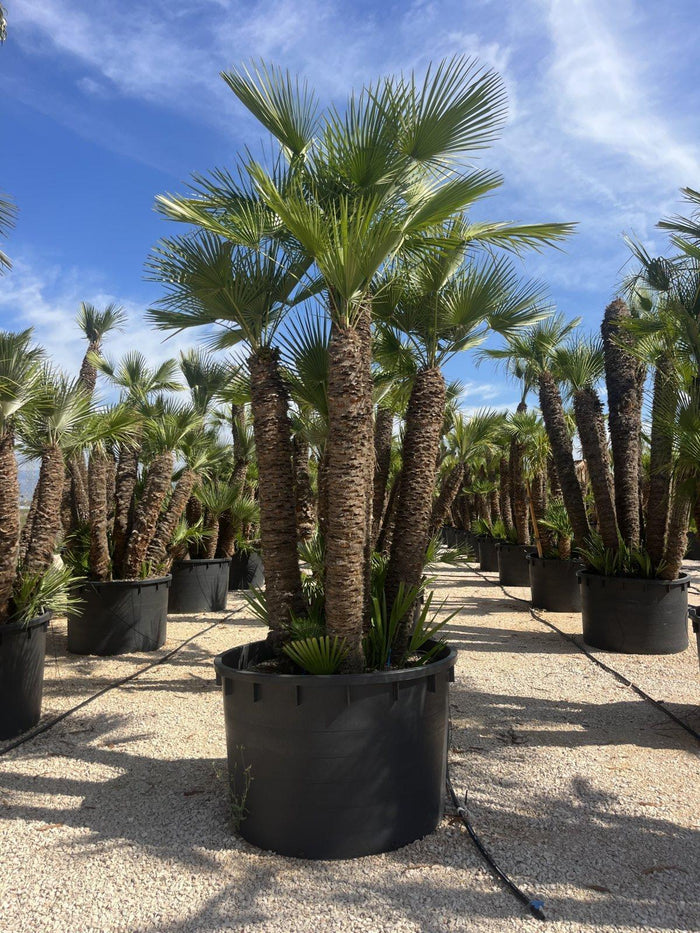 CHAMAEROPS HUMILIS