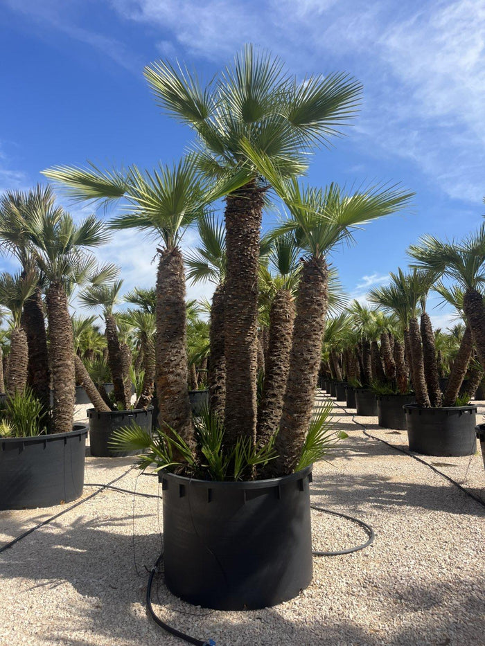 CHAMAEROPS HUMILIS