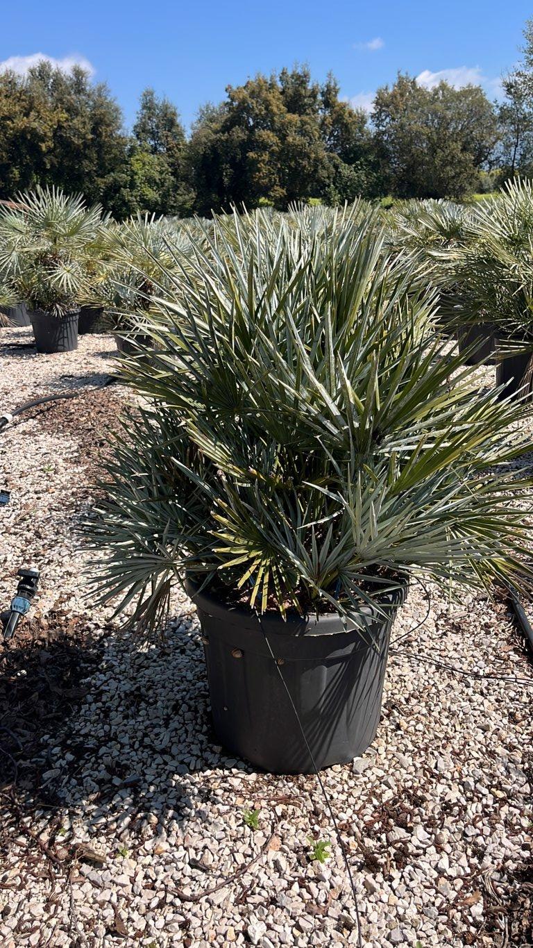 Chamaerops Humilis Cerifera (Palma blu) — vaso 55 litri
