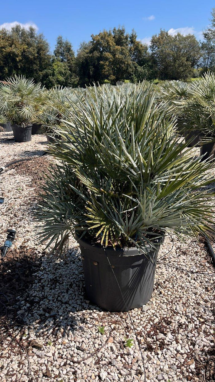 Chamaerops Humilis Cerifera (Palma blu) — vaso 55 litri