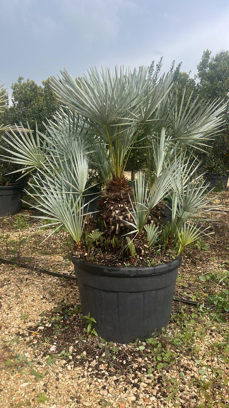 Chamaerops Humilis Cerifera (Palma blu) — altezza 125/150 cm, vaso 130 litri