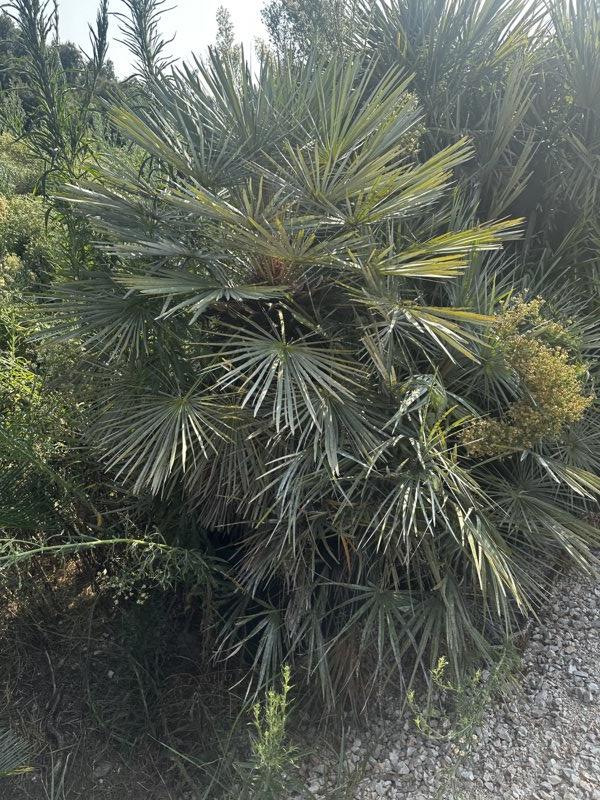 Chamaerops Humilis Cerifera (Palma blu) — altezza 125/150 cm, vaso 240 litri