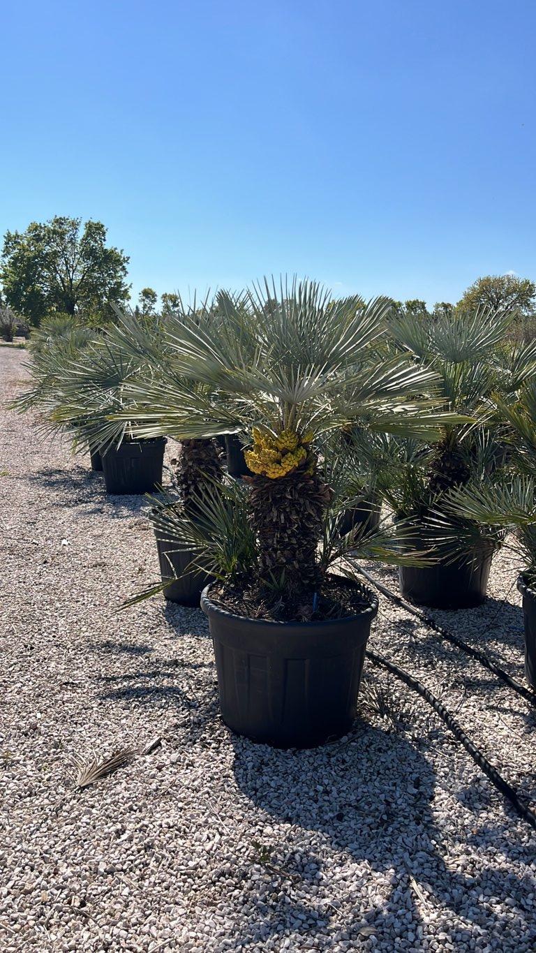 Chamaerops Humilis Cerifera (Palma blu) — altezza 100/125 cm, vaso 90 litri