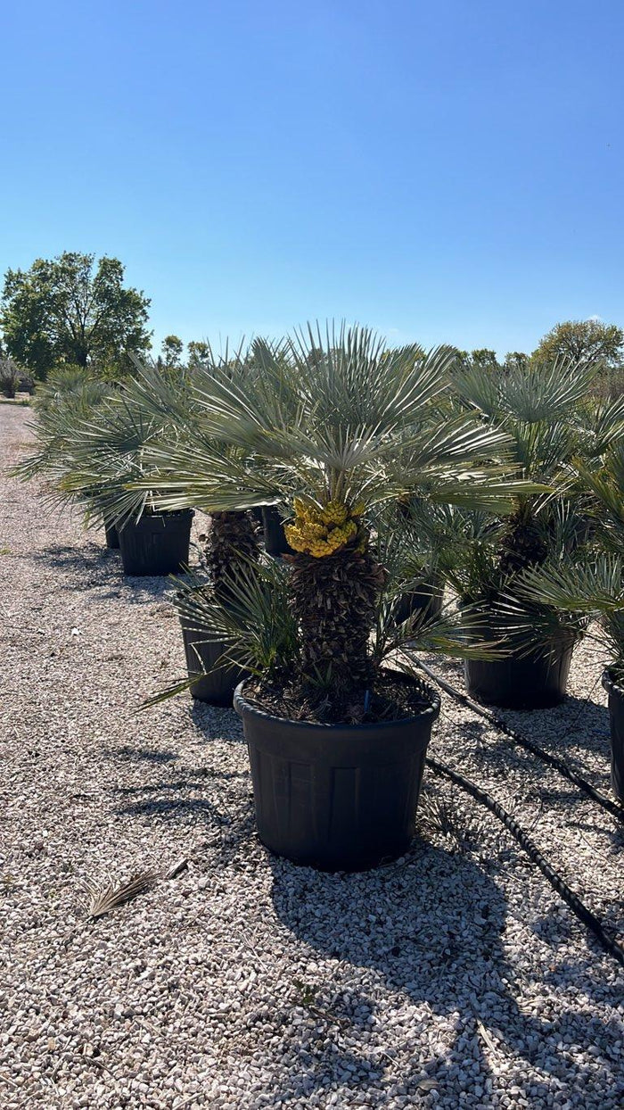 Chamaerops Humilis Cerifera (Palma blu) — altezza 100/125 cm, vaso 90 litri