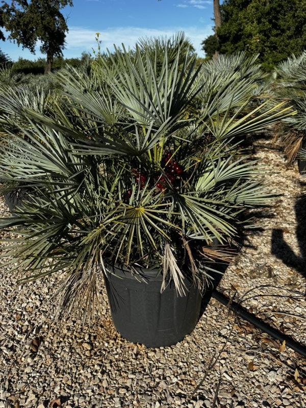 Chamaerops Humilis Cerifera (Palma blu) — vaso 70 litri