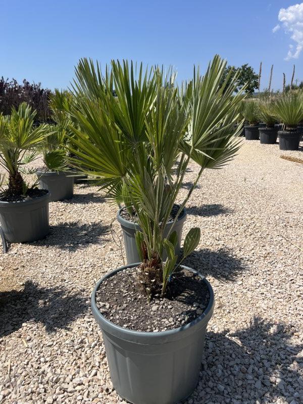 CHAMAEROPS HUMILIS NANO palma nana