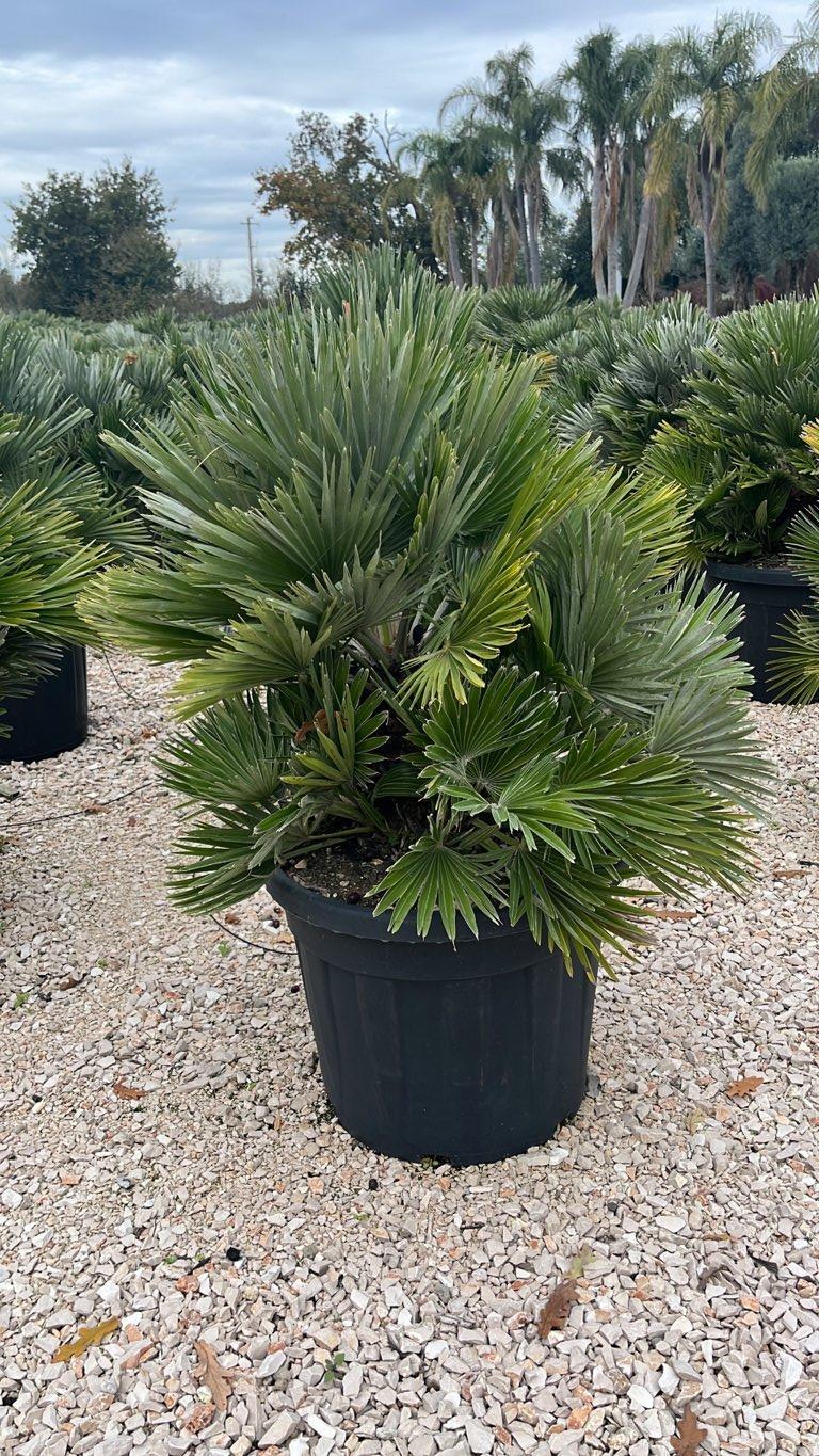 Chamaerops Humilis Nano (Palma nana) — vaso 55 litri
