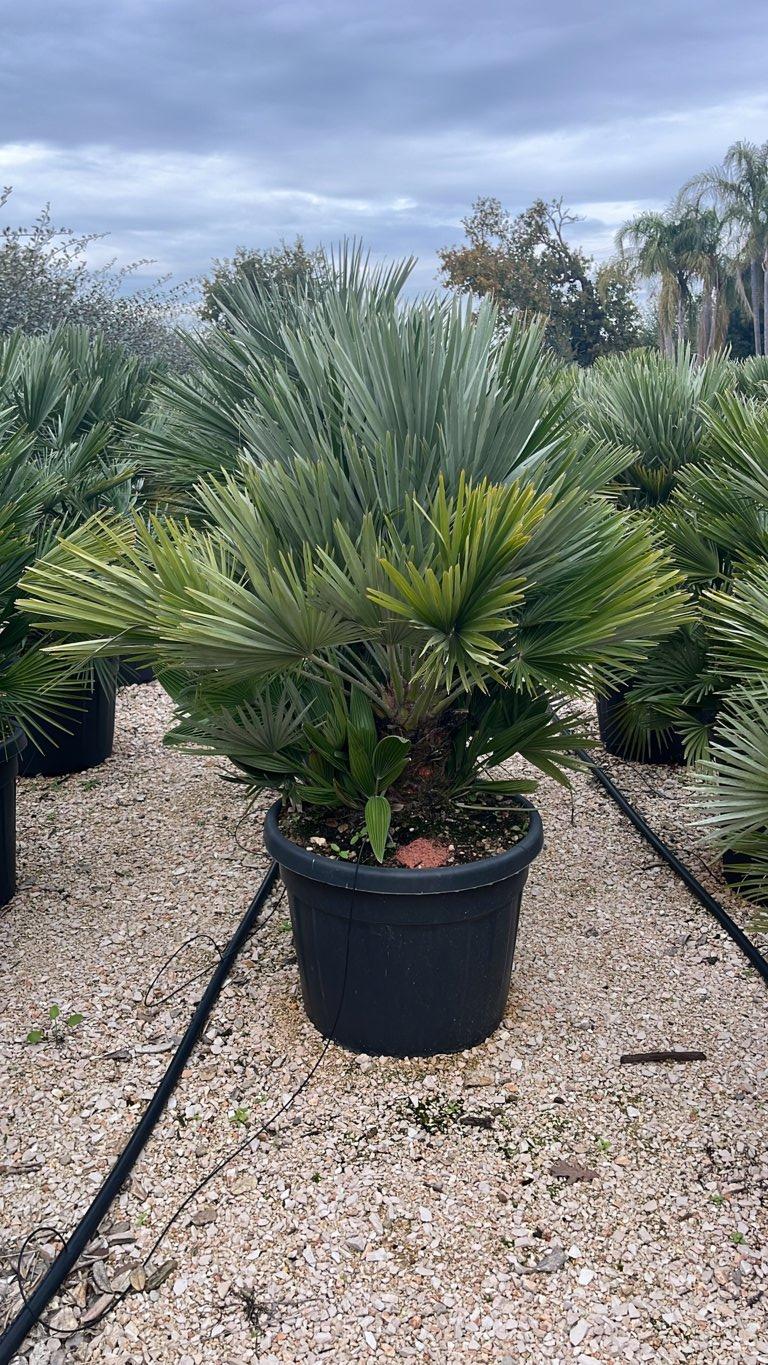 Chamaerops Humilis Nano (Palma nana) — vaso 70 litri