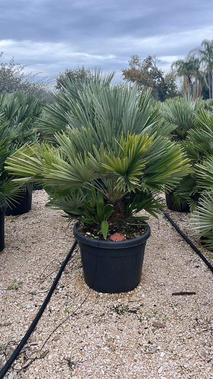 Chamaerops Humilis Nano (Palma nana) — vaso 70 litri