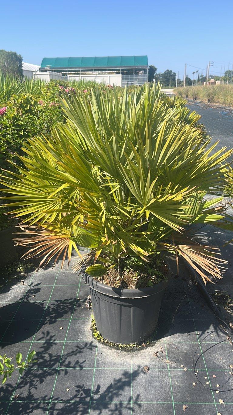 Chamaerops Humilis Nano (Palma nana) — vaso 30 litri