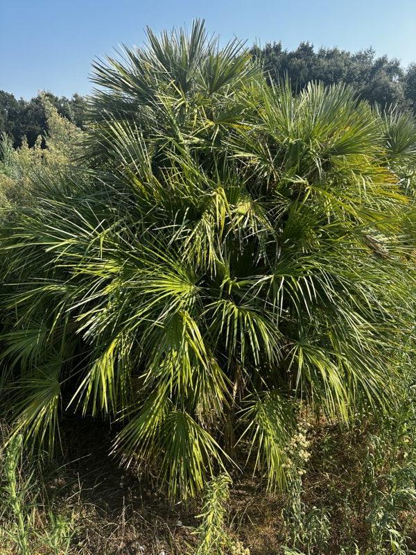 Chamaerops Humilis (Palma nana) — altezza 200/250 cm, vaso 240 litri