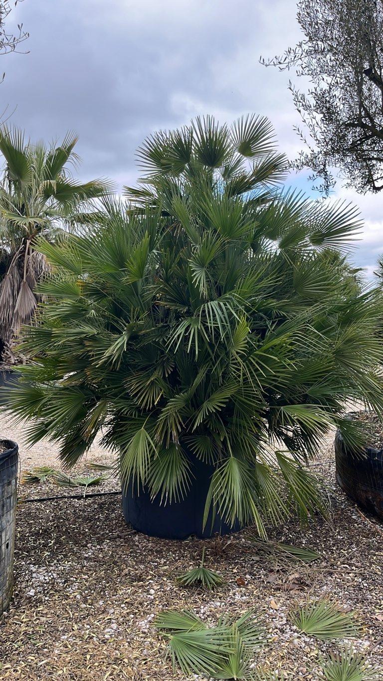 Chamaerops Humilis (Palma nana) — tronco altezza 175/200 cm, vaso 750 litri