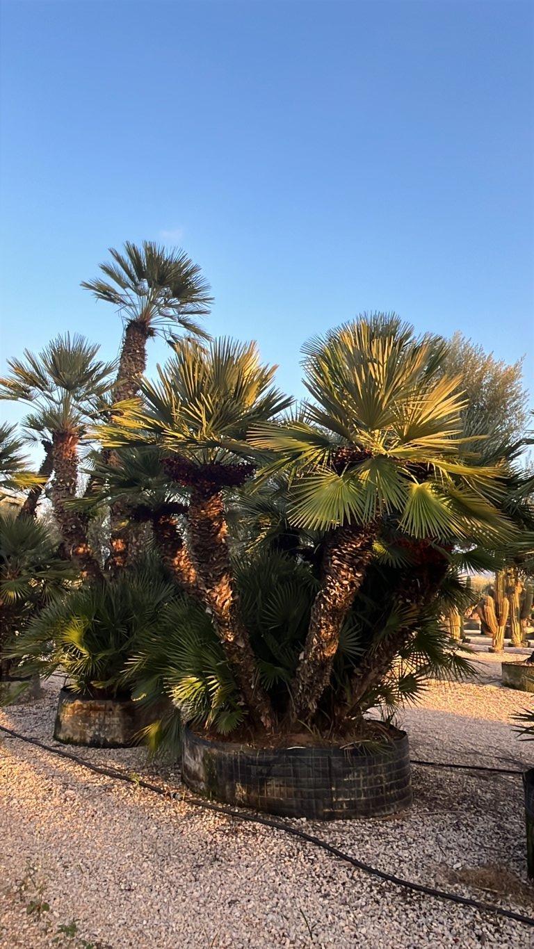 Chamaerops Humilis (Palma nana) — Esemplare, in rete