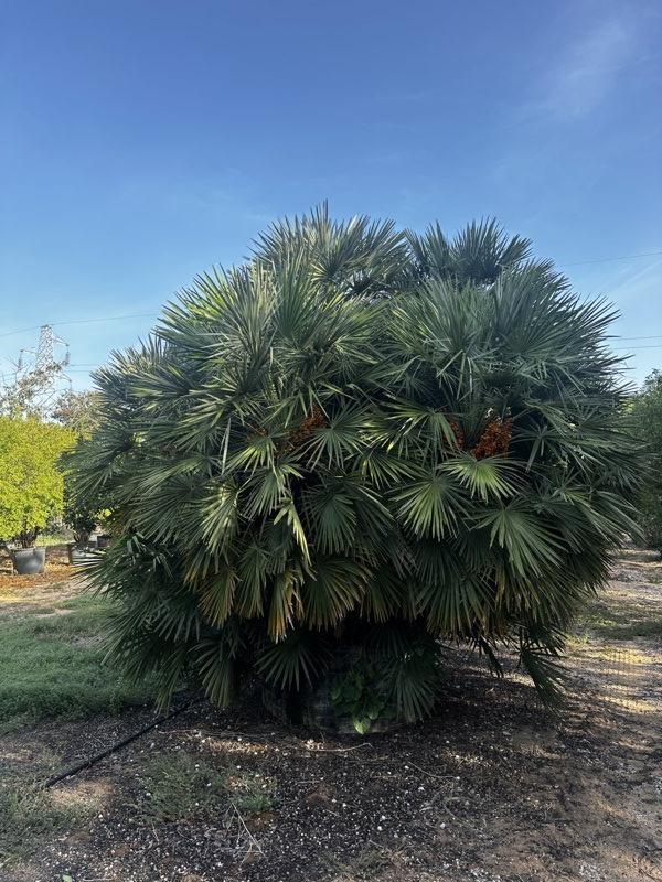 Chamaerops Humilis (Palma nana) — Esemplare, tronco altezza 150/200 cm, in rete