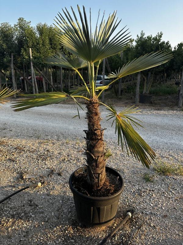 Chamaerops Wagnerianum — vaso 70 litri