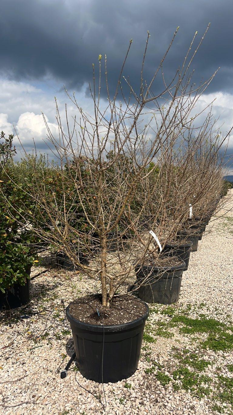 Chionanthus Retusus (Albero della neve) — Cespuglio, altezza 200/250 cm, vaso 130 litri
