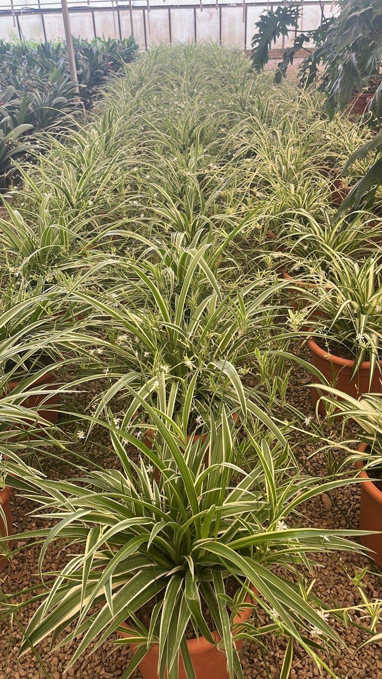 Chlorophytum (Nastrino) — vaso 12 litri