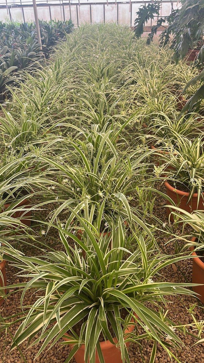 Chlorophytum (Nastrino) — vaso 12 litri