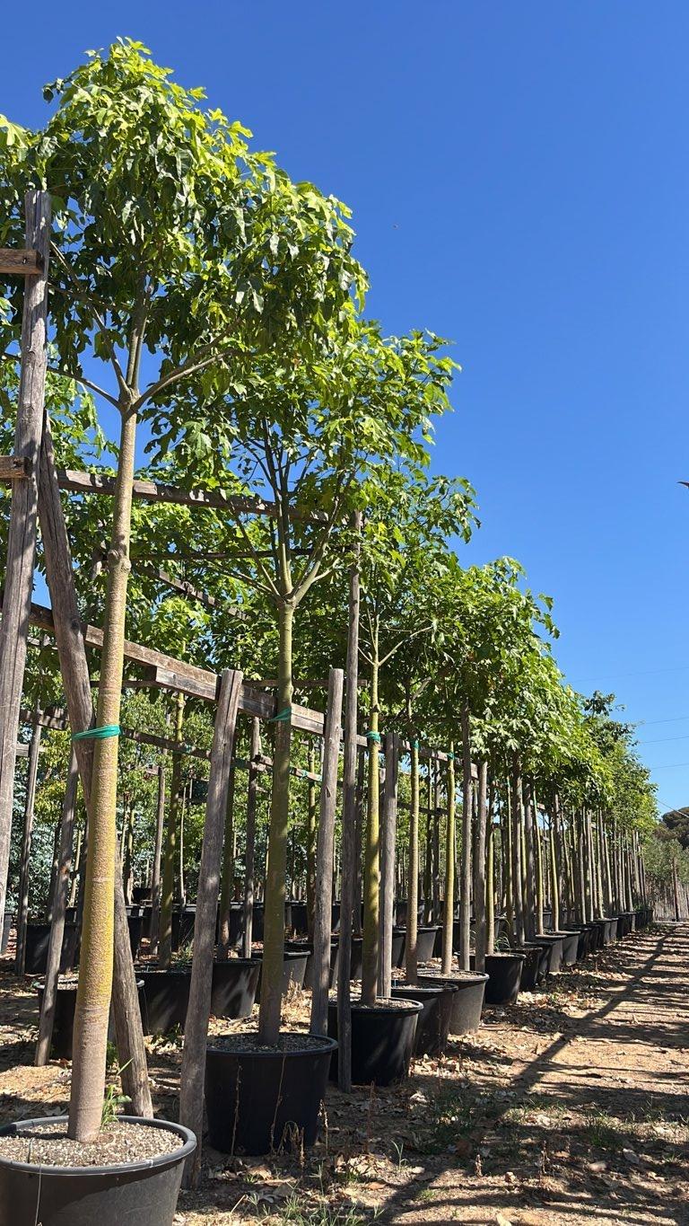 Chorisia Speciosa — Albero, circonferenza 20/30 cm, vaso 230 litri