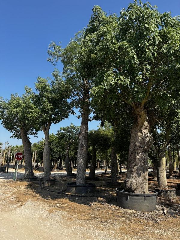 Chorisia Speciosa — Esemplare, circonferenza 150/200 cm, vaso 750 litri