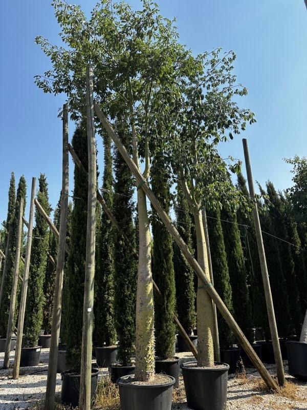Chorisia Speciosa — Albero, circonferenza 80/100 cm, vaso 240 litri
