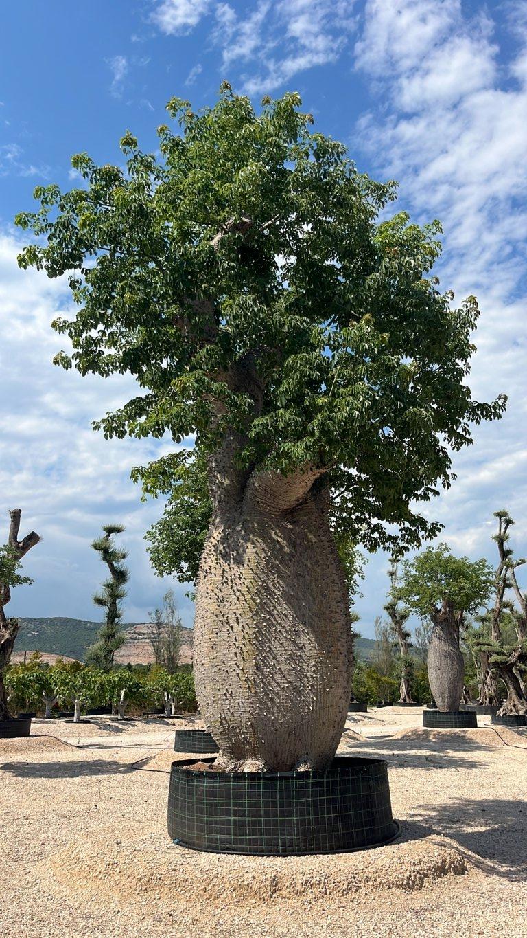 Chorisia Speciosa — Esemplare, in rete