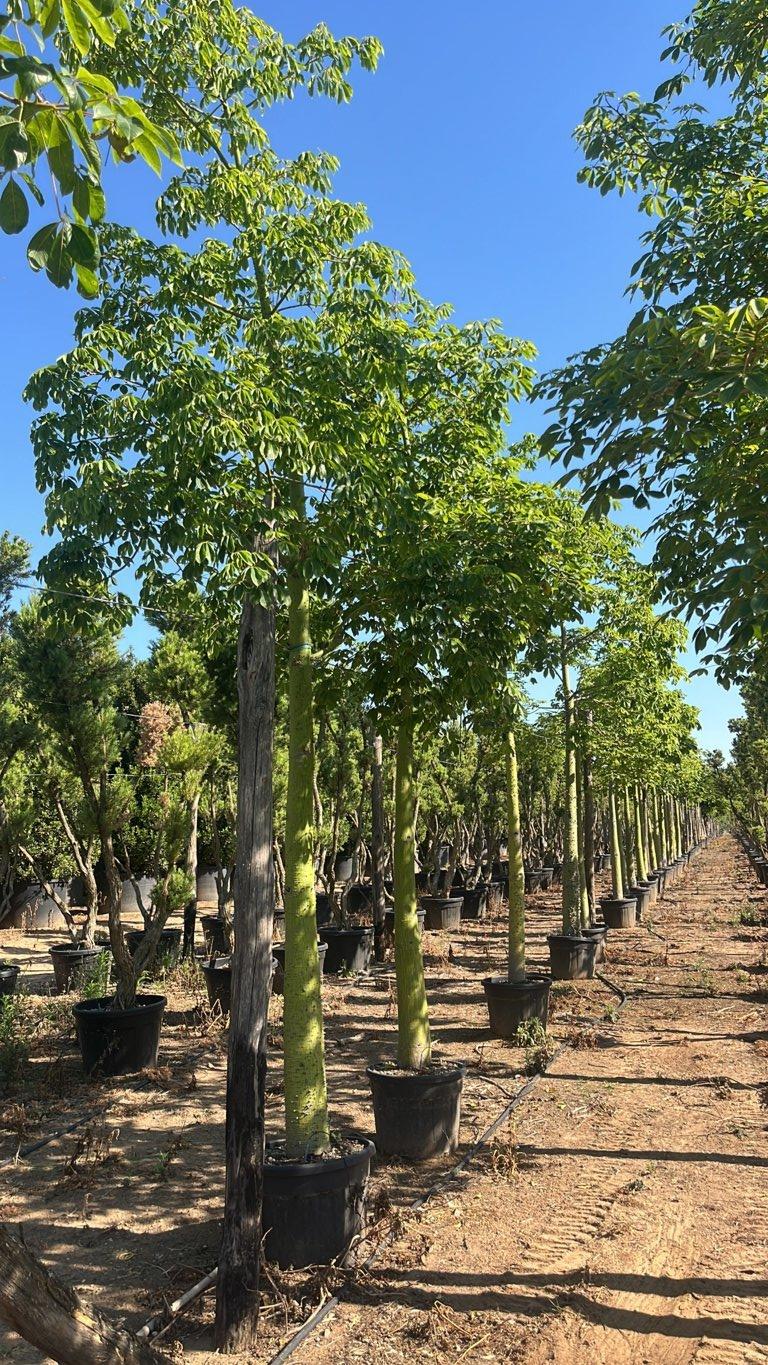 Chorisia Speciosa — Albero, circonferenza 30/35 cm, vaso 70 litri